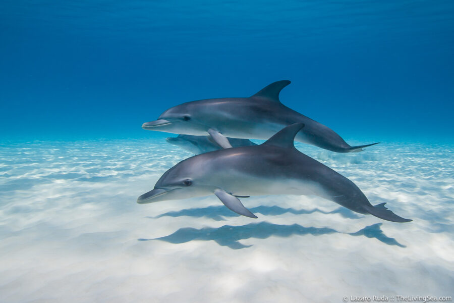 Atlantic spotted dolphin: Stenella frontalis, Cetaceans: Cetacea, Mammalia, Marine Dolphins: Delphinidae, Marine Life, Marine Mammals, adolescent, aqua, baby, blue, body - full, dolphin, gray, heavy body, horizontal, immature, juvenile, landscape, large, larger than 56 inches, mammal, marine, ocean, sand, side profile, swimming, turquoise, underwater, underwater photo, white, wide angle, young