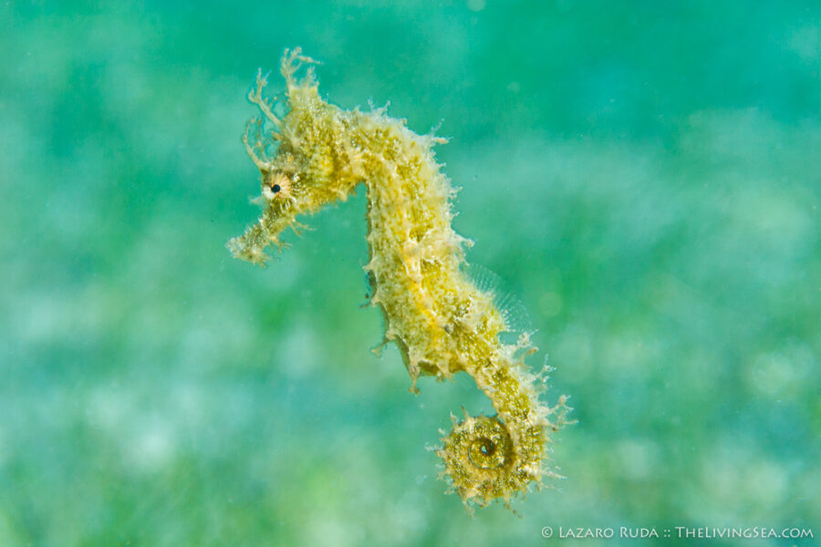 Bony Fishes: Osteichthyes, Fishes, Marine Life, Seahorses: Syngathidae: Sygnathidae, copyrighted, horizontal, landscape, lined seahorse: Hippocampus erectus, macro, marine, muck, ocean, seagrass, swimming, underwater, underwater photo