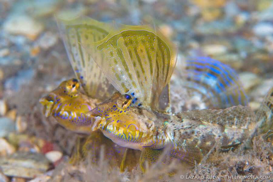 Bony Fishes: Osteichthyes, Dragonets: Callionymidae, Fishes, Marine Life, behavior, copyrighted, horizontal, lancer dragonet: Paradiplogrammus bairdi, landscape, male, marine, ocean, territorial, underwater, underwater photo