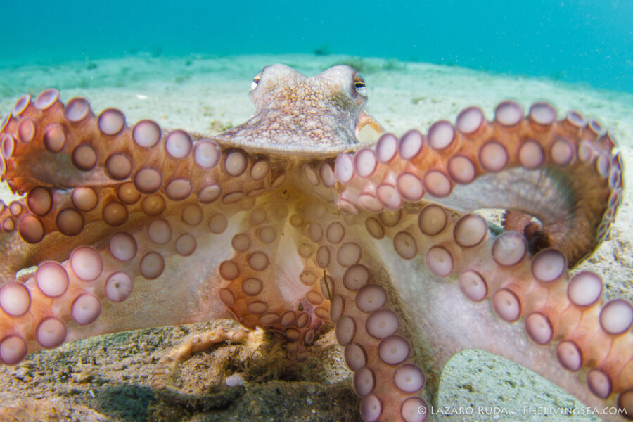 Blue Heron Bridge, Cephalopods: Cephalopoda, FL, Florida, Invertebrates, Marine Life, Mollusks: Mollusca, Palm Beach County, Phil Foster Park, Singer Island, USA, United States, West Palm Beach, attack, attacking, behavior, common octopus: Octopus vulgaris, copyrighted, marine, muck, ocean, underwater, underwater photo