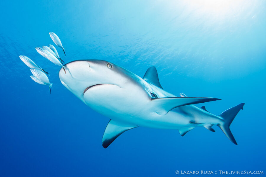 Bony Fishes: Osteichthyes, Caribbean reef shark: Carcharhinus perezi, Cartilaginous Fishes: Chondrichthyes, Fishes, Ground Sharks: Carcharhiniformes, Jacks: Carangidae, Marine Life, Requiem Sharks: Carcharhindidae, Sharks, bar jack: Caranx ruber, copyrighted, horizontal, marine, ocean, rays, sun burst, sun flare, sun ray, sun ripples, symbiosis, symbiotic relationship, underwater, underwater light, underwater photo, wide angle