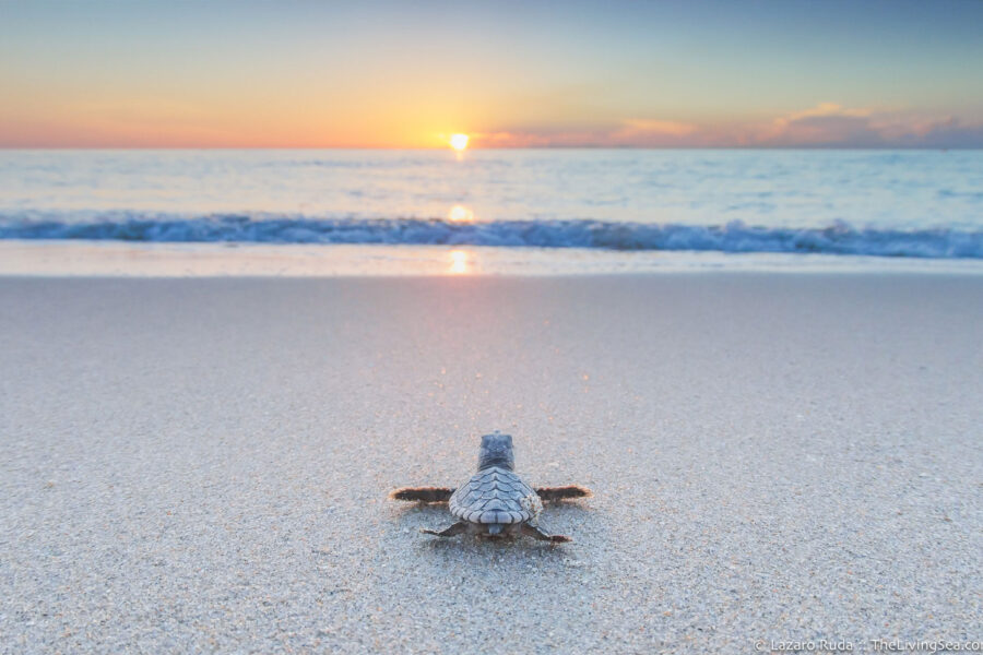 Cheloniidae, FL, Florida, Marine Life, Palm Beach County, Reptiles, Reptilia, Sea Turtles: Testudines, Singer Island, USA, United States, West Palm Beach, baby, beach, break of day, coast, coastal region, coastline, dawn, daybreak, favorite, first light, foreshore, hatchling, immature, juvenile, littoral, loggerhead turtle: loggerhead: Carreta carreta, marine, morning, ocean, photo, photograph, photography, sand, seaboard, seashore, seaside, shore, sun-up, sunrise, underwater, underwater photo, underwater photography, waterfront, young