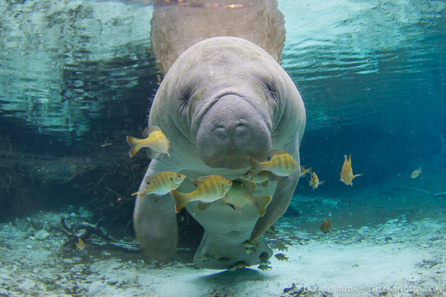 Crystal River, Crystal River National Wildlife Refuge, FL, Florida, Florida manatee: Trichechus manatus latirostrus, Mammalia, Manatees: Trichechidae, Marine Life, Marine Mammals, Sirenia, USA, United States, marine, ocean, underwater, underwater photo, wide angle