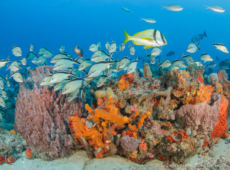 Bony Fishes: Osteichthyes, Damselfishes: Pomacentridae, FL, Fishes, Florida, Grunts: Haemulidae, Invertebrates, Marine Life, Palm Beach County, Siliceous Sponges: Demospongiae, Sponges: Porifera, USA, United States, West Palm Beach, blue, brown chromis: Chromis multilineata, coral, cottonwick: Haemulon melanurum, giant barrel sponge: Xestospongia muta, horizontal, landscape, marine, ocean, orange, porkfish: Anisotremus virginicus, reef, schooling, underwater, underwater photo, wide angle, yellow