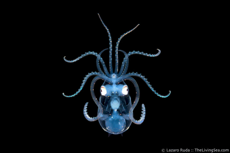 Ancistrocheirus lesueurii, Cephalopods: Cephalopoda, Invertebrates, LIFE STAGES, less than 1 inch, Laz Ruda, Lazaro Ruda Wildlife Photographer, MARINE LIFE, Mollusks: Mollusca, PHOTO TYPE, night dive, SIZE, macro, Sharpear Enope, TheLivingSea.com, West Palm Beach, [LOCATION], blackwater, larvae, deep water squid, horizontal, marine, ocean, squid, underwater, underwater photo