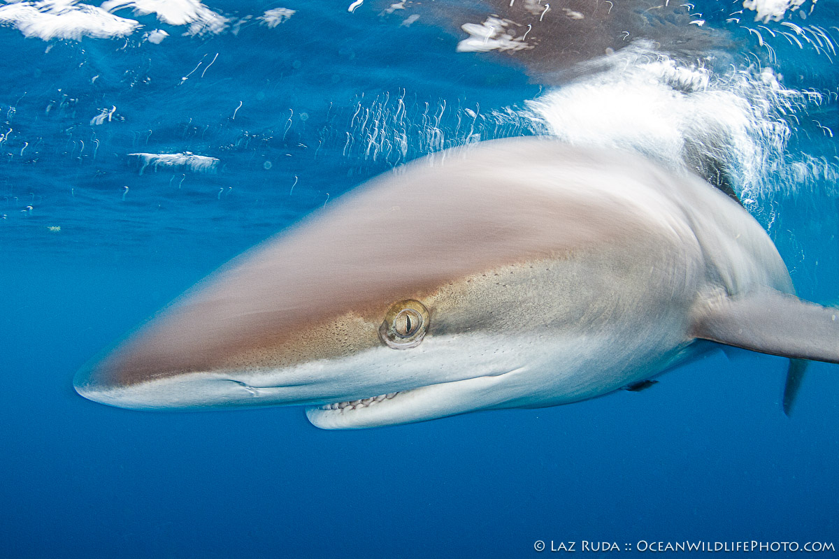 Atlantic Ocean, Carcharhinidae, Carcharhinus obscurus, Cartilaginous Fishes: Chondrichthyes, Fishes, Florida, Ground Sharks: Carcharhiniformes, Gulf Stream, OceanWildlifePhoto.com, Palm Beach, Requiem Sharks: Carcharhindidae, Sharks, West Palm Beach, [MARINE LIFE], [SCUBA DIVER], adventure photography, animal behavior, apex predator, aquatic, aquatic predator, artistic wildlife, beauty and nature, blue water, blur, cartilaginous fish, close encounter, coastal waters, conservation, conservation awareness, contrast, creative photography, dark waters, dusky shark, dusky shark: Carcharhinus obscurus, dynamic composition, elasmobranch, endangered species, experimental photography, fish, fish photography, fluid movement, graceful motion, intimate wildlife encounter, landscape, large shark, marine, marine biodiversity, marine creature, marine ecosystem, marine life, marine predator, marine wildlife, migratory shark, motion blur, motion photography, nature documentary style, nature photography, ocean, ocean conservation, ocean life, oceanic, offshore, poetic imagery, power and grace, powerful predator, predator, requiem shark, saltwater, sea life, shark behavior, shark conservation, shark encounter, shark photography, silhouette, slow shutter, slow-growing shark, snorkeling, species of concern, subtropical waters, technical photography, tropical waters, underwater, underwater photo, underwater photography, underwater world, wide angle, wildlife conservation, wildlife photography