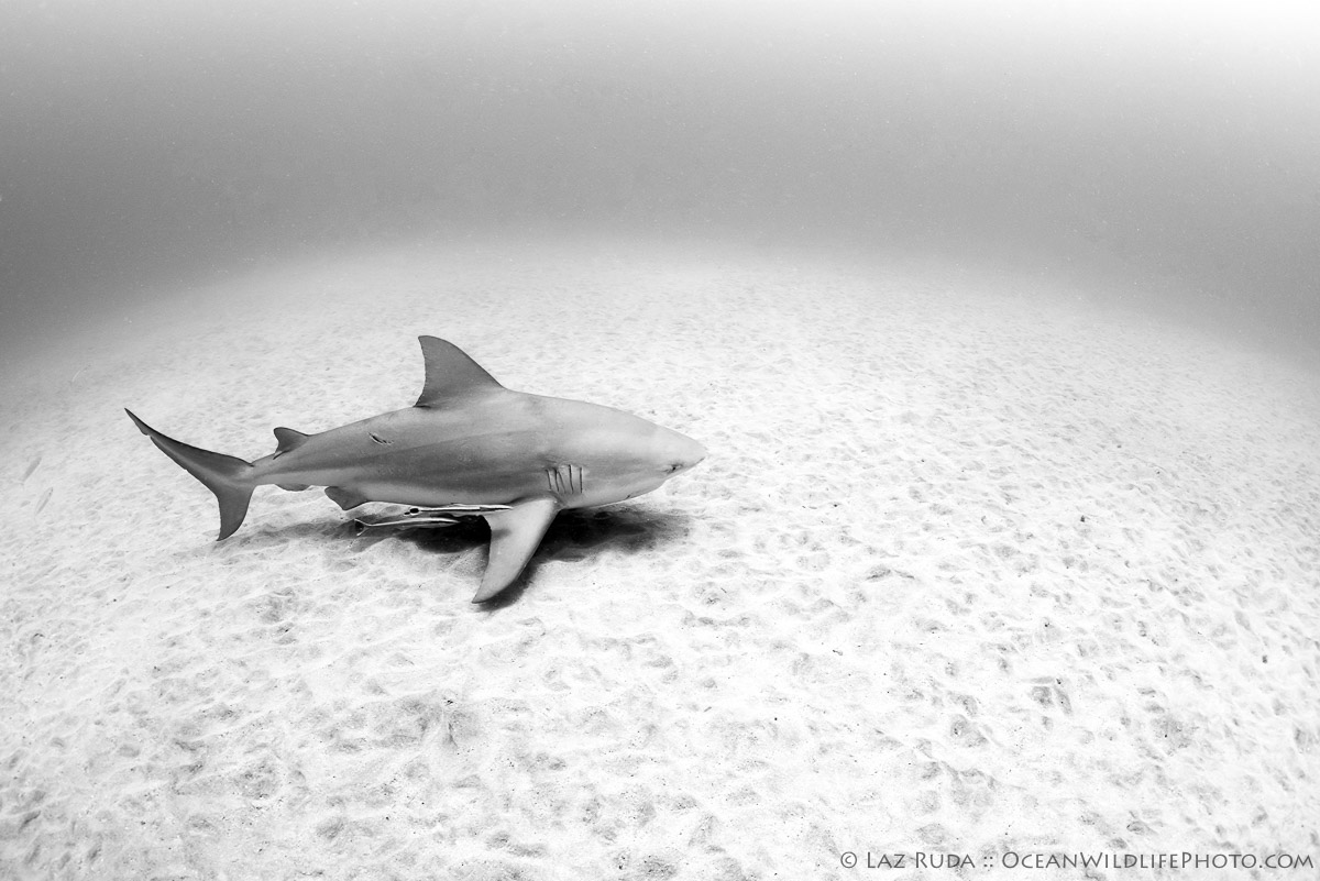 Atlantic Ocean, Cartilaginous Fishes: Chondrichthyes, FL, Fishes, Florida, Ground Sharks: Carcharhiniformes, Jupiter, Laz Ruda, Lazaro Ruda Wildlife Photographer, OceanWildlifePhoto.com, Requiem Sharks: Carcharhindidae, Sharks, TheLivingSea.com, USA, West Palm Beach, [MARINE LIFE], bull shark: Zambezi shark: Lake Nicaragua shark: Carcharhinus le, horizontal, landscape, marine, marine life, ocean, underwater, underwater photo, wide angle