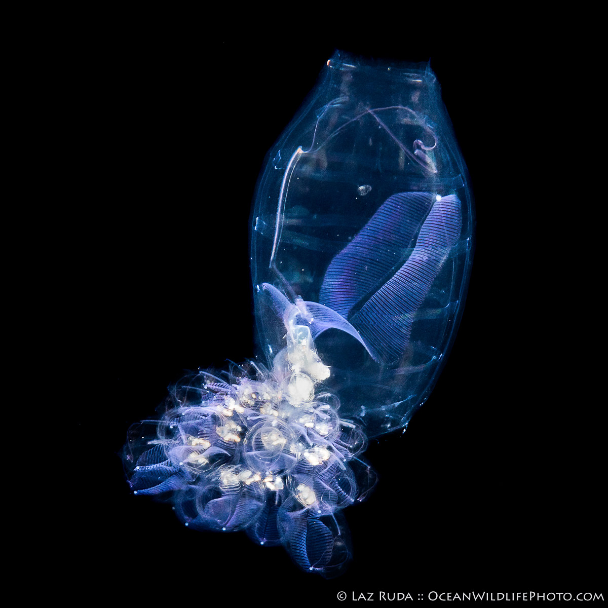 Pelagic tunicate - "Evolutionary Cousin" Asexual reproduction, Atlantic Ocean, BEHAVIOR, Chordate, Clone, Deep Sea Creature, Dolioletta, Dolioletta gegenbauri, Doliolida, Doliolidae, Florida, Gelatinous, Invertebrate, Larval stage, Marine zooplankton, Microscopic, Ocean bloom, Ocean life, OceanWildlifePhoto.com, Pelagic, Phorozooid stage, Plankton, Sea creature, Thaliacea, Tiny, Translucent, Transparent, Tunicata, Tunicate, West Palm Beach, black water, black water dive, blackwater, blue, deep sea creatures, macro, night, night dive, pelagic, pelagic magic, portrait, reproduction, underwater photo