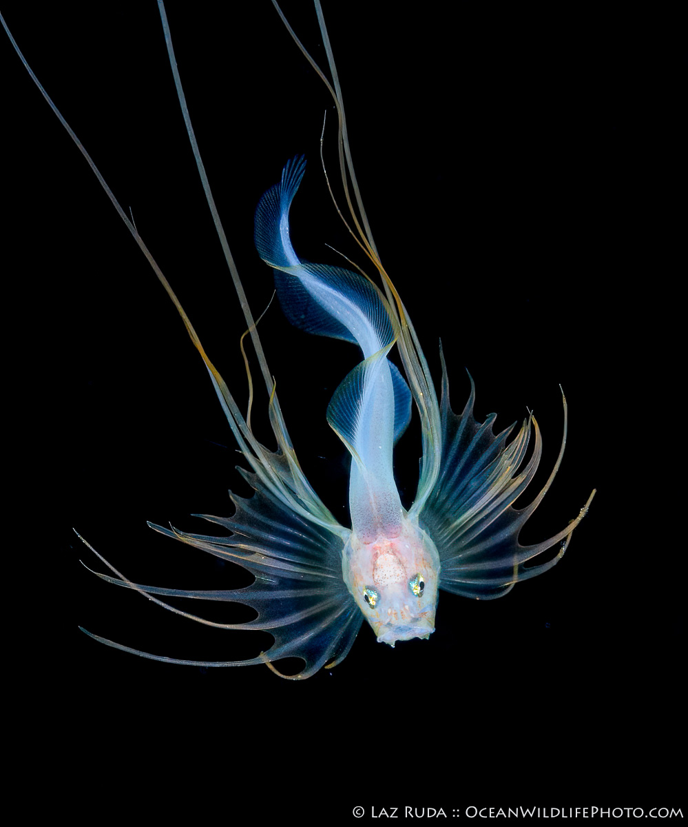 Rare Deep Sea Cusk Eel (Acanthonus myersi) - "Abyssal Enigma" Acanthonus myersi, Atlantic Ocean, Atlantic fish, Florida, Florida coast larvae, Laz Ruda, Neobythitinae, OceanWildlifePhoto, OceanWildlifePhoto.com, Ophidiidae, Palm Beach, West Palm Beach, Xyelacyba myersi, armor-plated fish, bathypelagic, biological illustration, biological research, black water, black water dive, blackwater, blackwater diving, blackwater photography, continental slope, cusk-eel, cusk-eel family, deep-sea fish, deep-sea larvae, deep-sea organisms, deep-water fish, deepest-dwelling vertebrates, demersal fish, elongated fins, fish evolution, fish identification, fish larvae, fish metamorphosis, fish photography, fish specimens, fish taxonomy, gargoyle cusk, ichthyology, larval development, larval fish, larval morphology, larval stage, macro, marine biodiversity, marine fish larva, museum specimens, night, night dive, night diving, ocean exploration, opercular spines, pectoral fin rays, pelagic, pelagic larva, pelagic magic, prominent head spines, rare larva, scientific discovery, subtropical fish, thorny assfish, tropical fish, underwater photo, undescribed larva