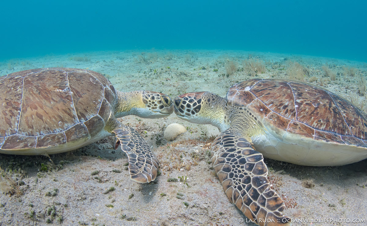 Atlantic Ocean, BEHAVIOR, Cheloniidae, Florida, OceanWildlifePhoto.com, Reptiles, Reptilia, Sea Turtles: Testudines, [MARINE LIFE], brown, curious, cyan, green sea turtle: green turtle: Chelonia mydas, identification tag, juvenile, landscape, marine, marine life, ocean, sand, subadult, tag, turquoise, underwater, underwater photo, wide angle