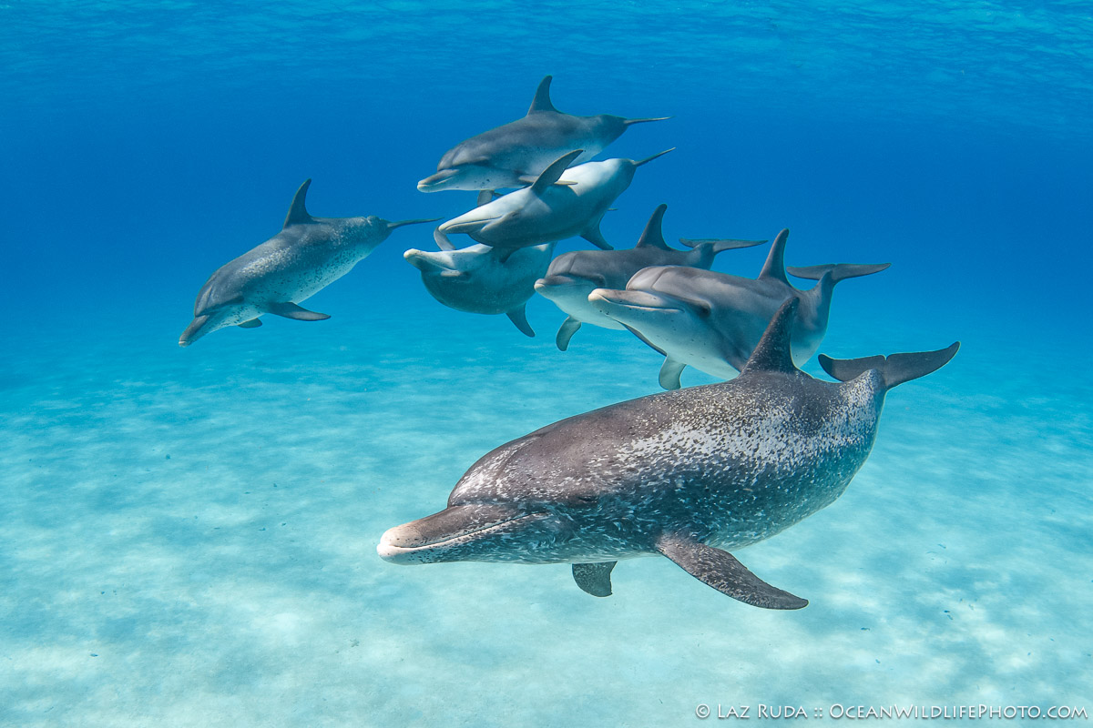 Alloparental care, Animalia, Atlantic Ocean, Atlantic spotted dolphins, BEHAVIOR, Bahamas, Bahamas dolphins, Bahamas wildlife, Cetacea, Cetacean behavior, Chordata, Delphinidae, Dolphin calves, Dolphin families, Dolphin mothers and calves, Dolphin offspring, Dolphin pods, Dolphin social behavior, Female dolphins, Fission-fusion society, Mammalia, Marine Mammals, Maternal care, Mother dolphins, OceanWildlifePhoto.com, Social bonding, Spotted dolphin mothers, Stenella, Stenella frontalis, Wild dolphins, Young dolphins, [MARINE LIFE], baby, blue, friendly, juvenile, landscape, marine, marine life, ocean, playful, sand, underwater, underwater photo, wide angle