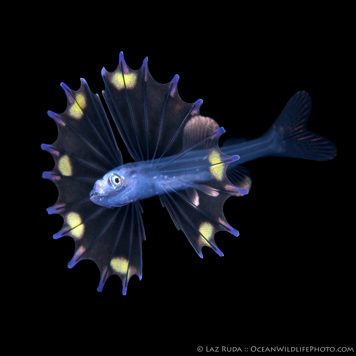 Tripod fish - "Phantom Fin" Atlantic Ocean, Bathypterois phenax, Blackfin spiderfish, Florida, Ipnopidae, OceanWildlifePhoto.com, Tripod fish, West Palm Beach, macro, portrait, underwater photo